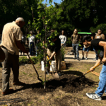 Students and staff planting the tree
