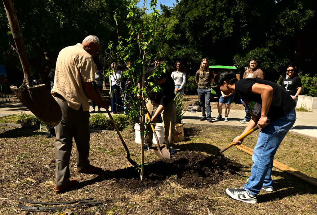 Students and staff planting the tree
