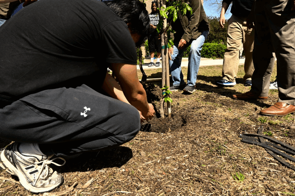A student using their hand to put dirt to plant the tree