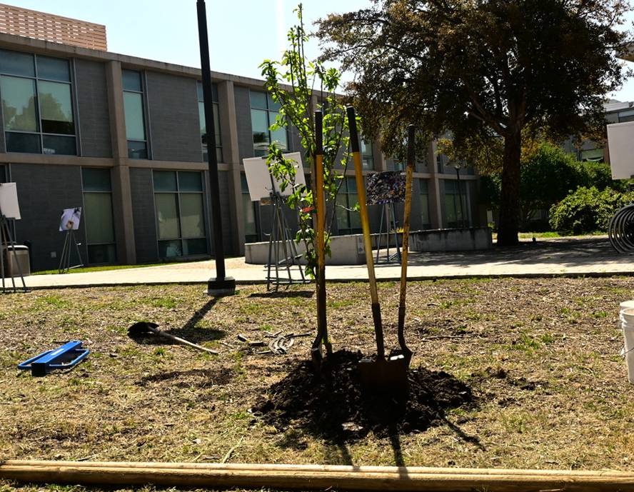 Three shovels in place where the tree has been planted