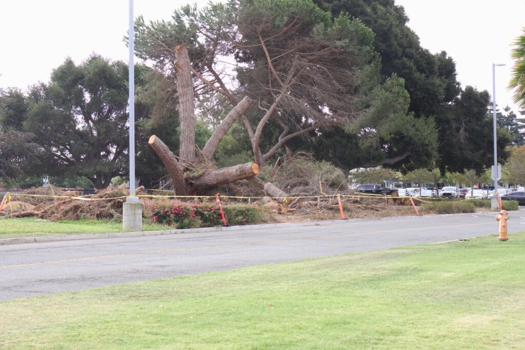 A large tree has been cut down and partially removed, with several thick branches and trunk sections lying on the ground. The remaining stump and cut limbs are surrounded by caution tape and traffic cones, marking the area off from the road. In the background, there are parked cars and more trees under an overcast sky.