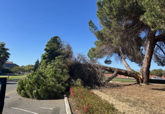 The State of Chabot’s Trees