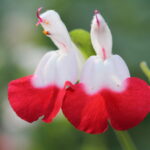 Larger than life, Macro edition