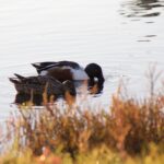 The Beauty of Birding