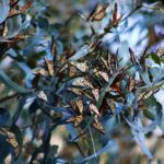 A group of monarch butterflies resting on a eucalyptus tree branch. The butterflies are multi-colored with orange, white, and black markings. In the background is a blue sky.