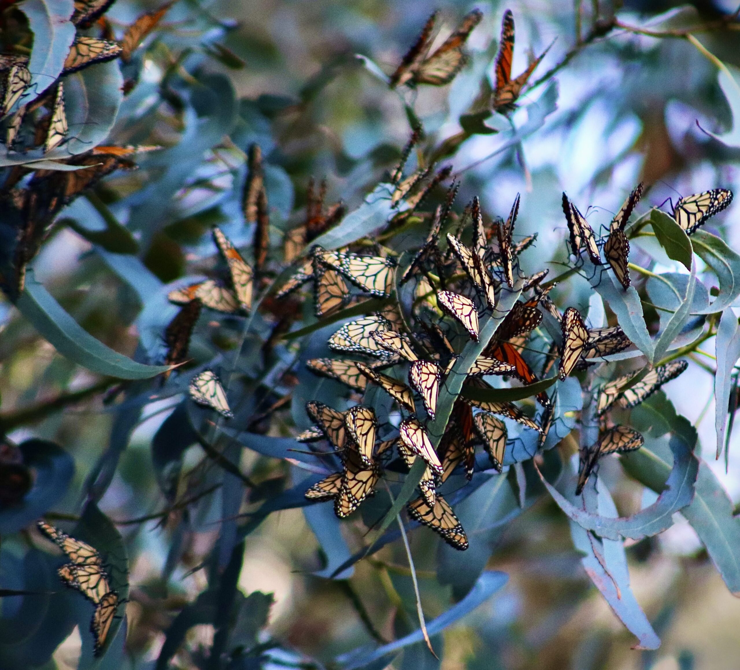 A group of monarch butterflies resting on a eucalyptus tree branch. The butterflies are multi-colored with orange, white, and black markings. In the background is a blue sky.