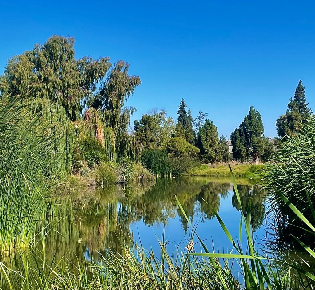 Trees and tall grasses surround a medium sized pond. The pond is reflecting the blue sky and some of the taller tress.