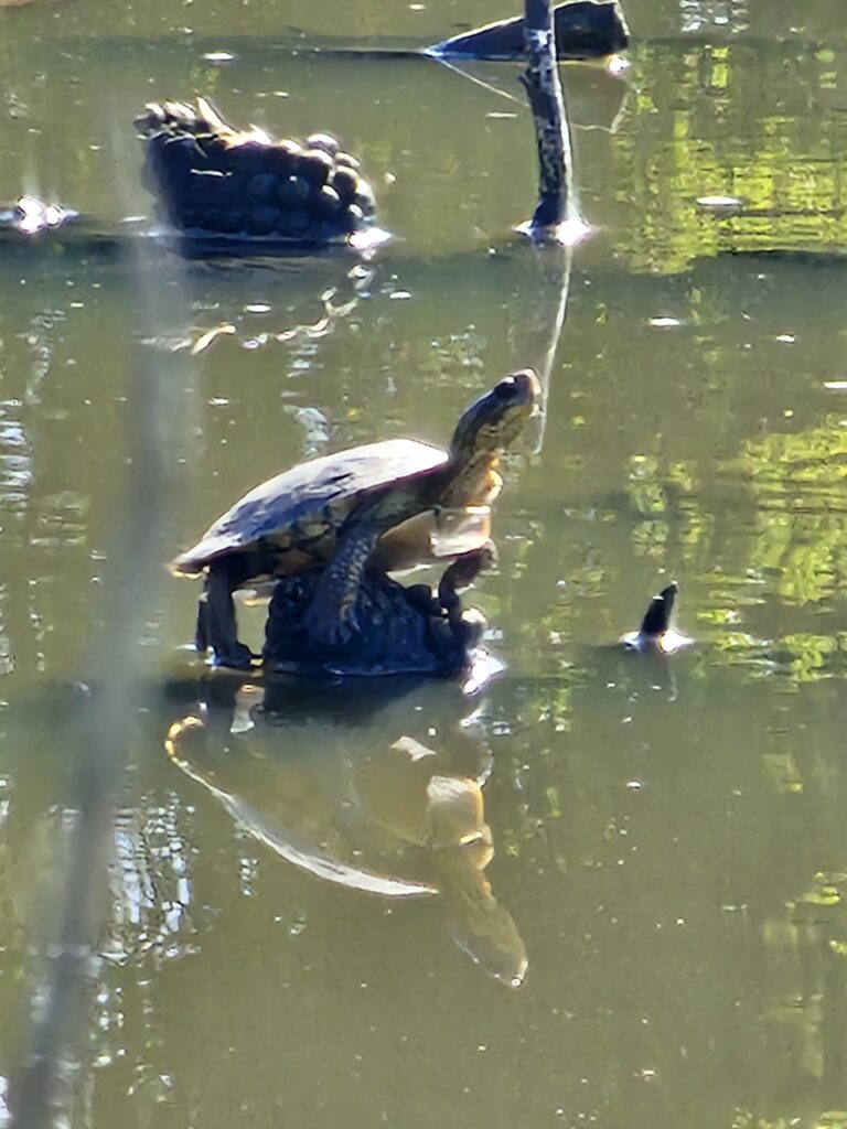 A green and brown turtle sits perched on a log in the middle of a green-ish pond. Other branches and wildlife are present in the background.