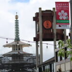 Spring in full bloom, celebrating the annual Cherry Blossom festival